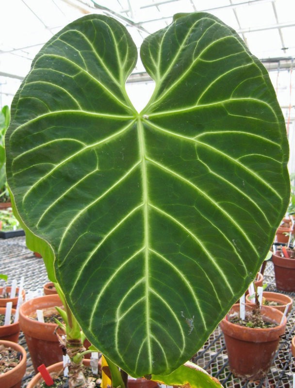 Anthurium3.jpg
