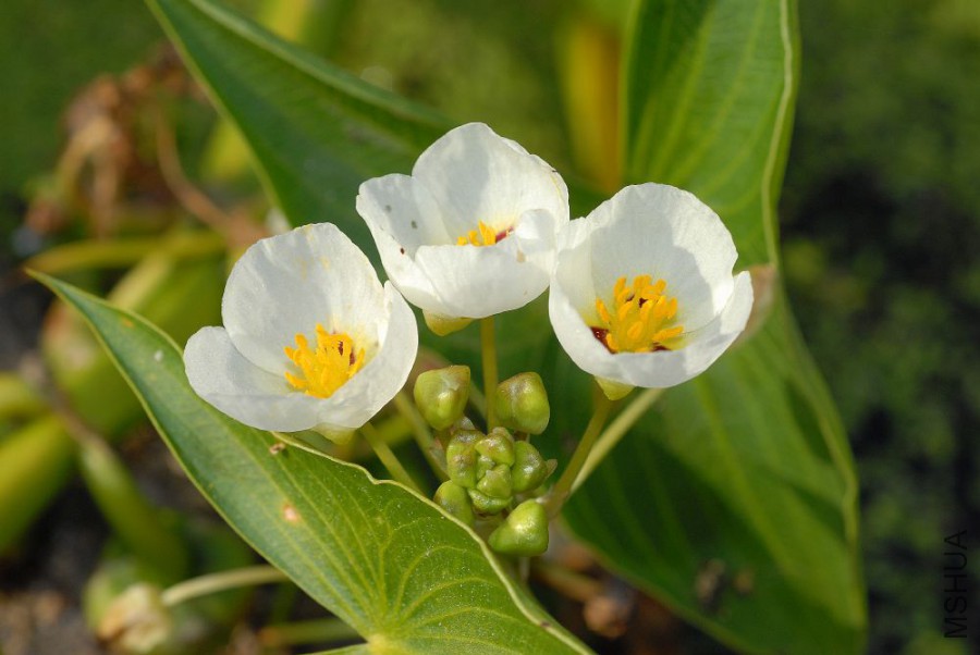 Sagittaria_montevidensis6.jpg