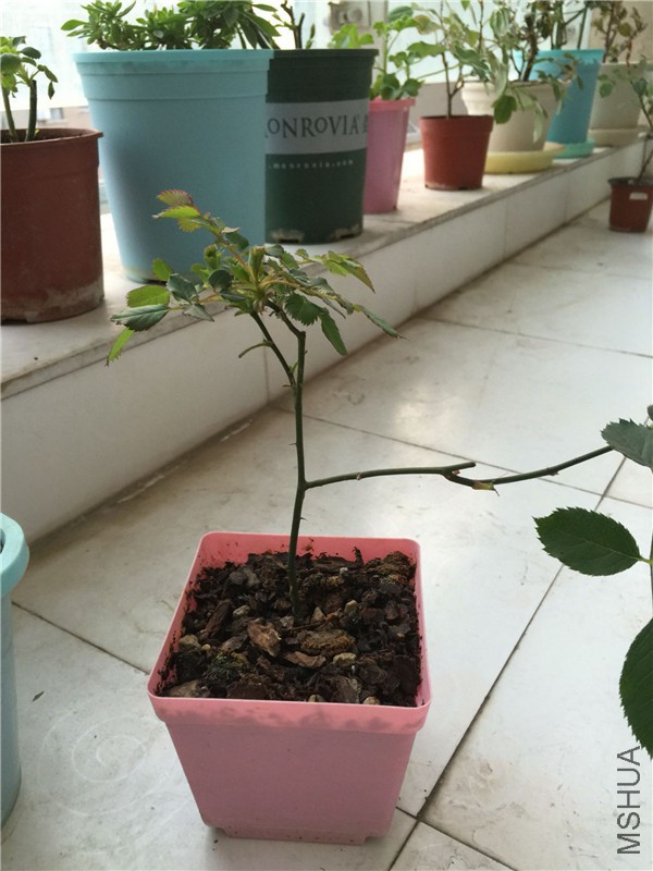 Ϊʲô�����ô��ϸ����ô��
