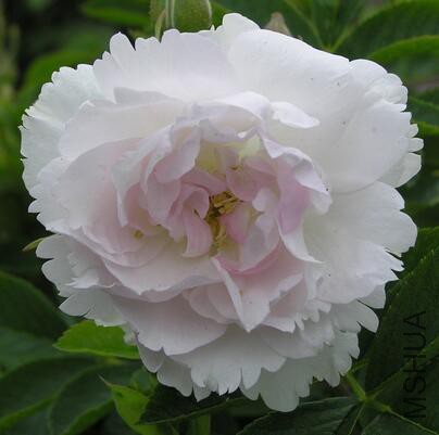 Belle poitivine��ʱ.jpg