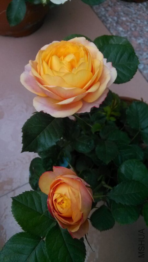 QQͼƬ20151119220043.jpg