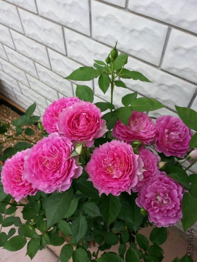 �췽3.jpg