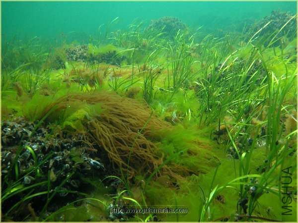 Zostera marina 06.jpg