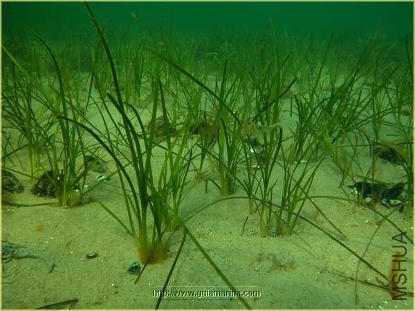 Zostera marina.jpg