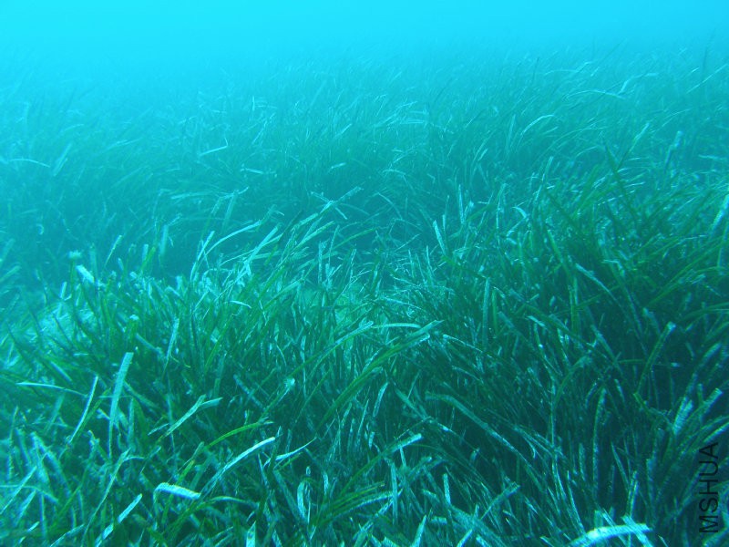 Posidonia.jpg