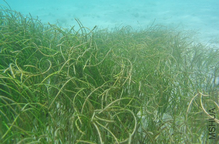 cymodocea_filiformis4.jpg