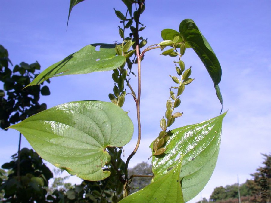 Dioscorea.jpg