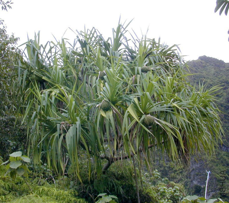 Pandanus%20Tectorius.jpg