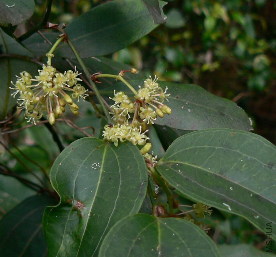 smilax-australis.jpg