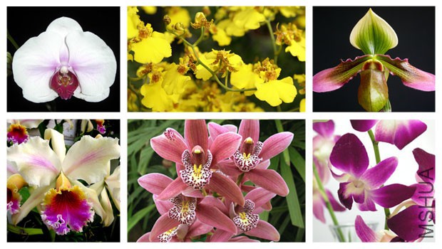 Orchid-Examples1.jpg