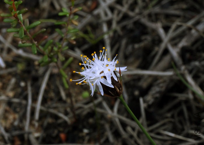 WA15 Road to Ross Graham Lookout GPS 2079 RF - Borya sphaerocephala FN 3366 (32).jpg