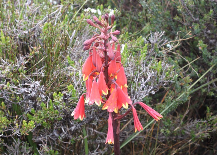 Tas LSC to Queenstown GPS 1368 RF - Blandfordia punicea FN 1893 (3)1.jpg