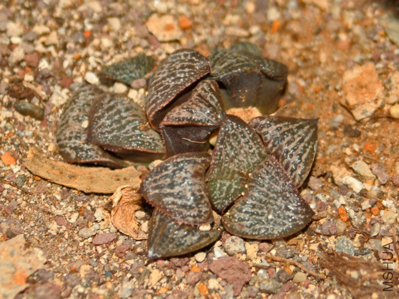 Xanthorrhoeaceae_-_Haworthia_magnifica_var__splendens.jpg