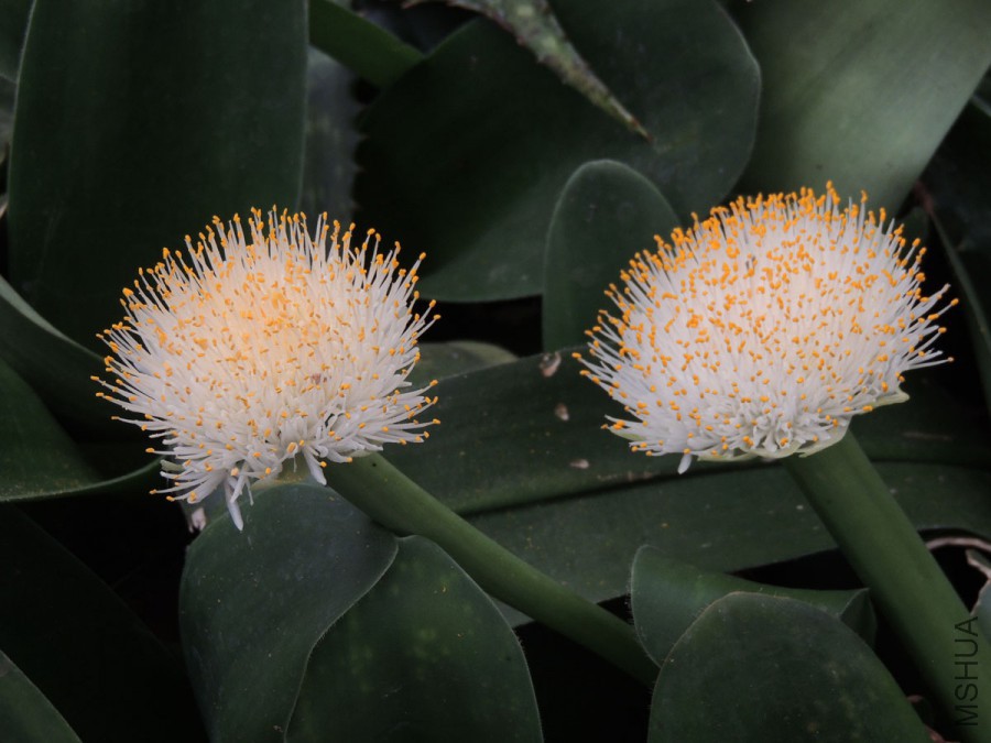 Haemanthus_albiflos2.jpg