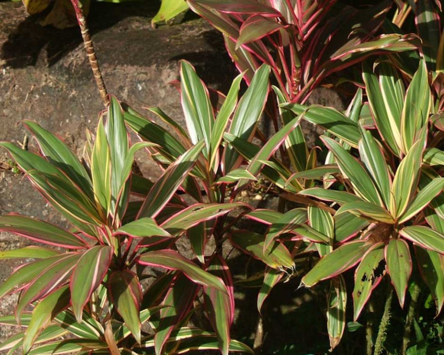Cordyline-fruticosa-'Katherine-Ti'.jpg