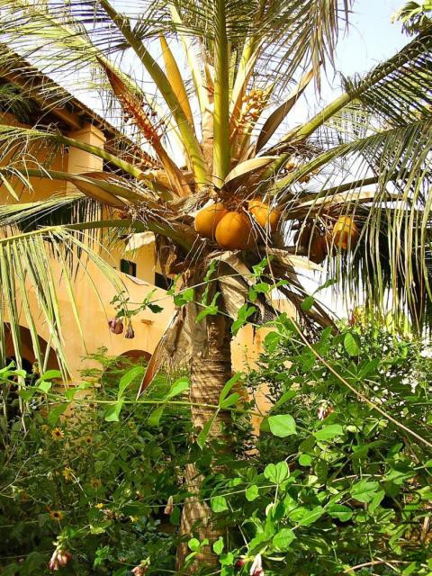 Coco nucifera_coconut palm_Goree_preview.jpg