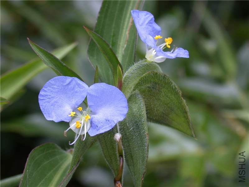 commelina_diffusa_1.jpg