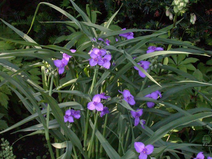 Tradescantia6.jpg