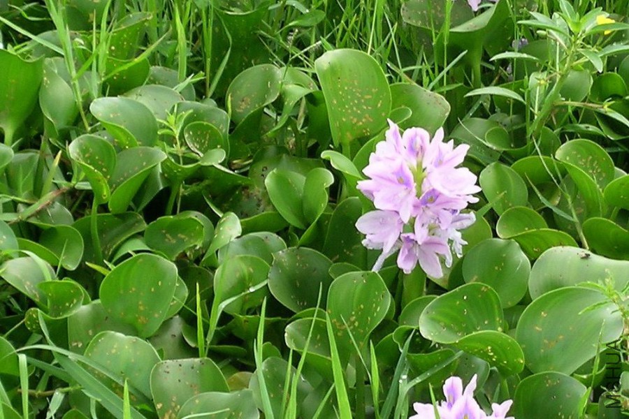 eichhornia-crassipes.jpg