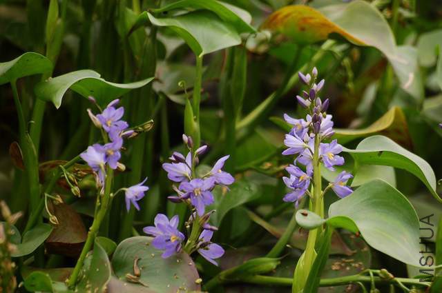 Monochoria Elata.jpg