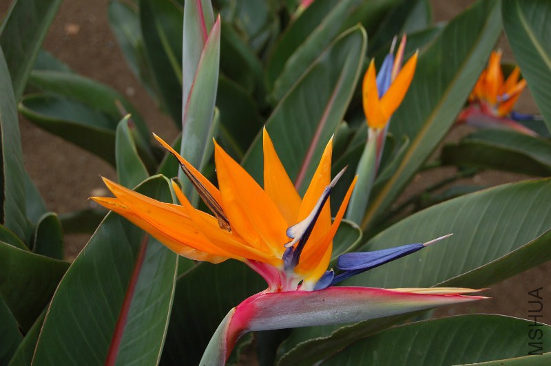 strelitzia-reginae_original.jpg