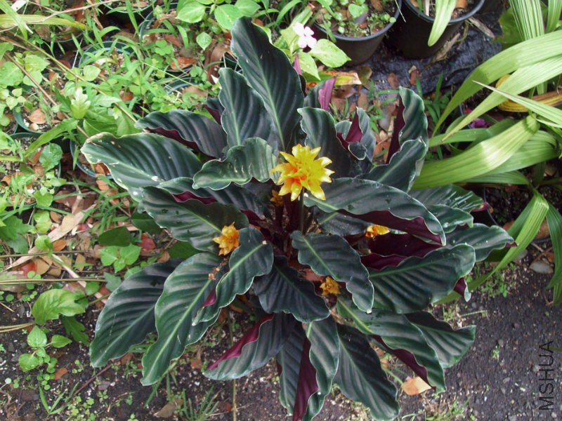 Calathea_crocata.jpg