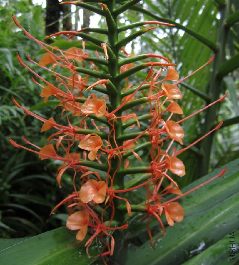 Hedychium-coccineum.jpg