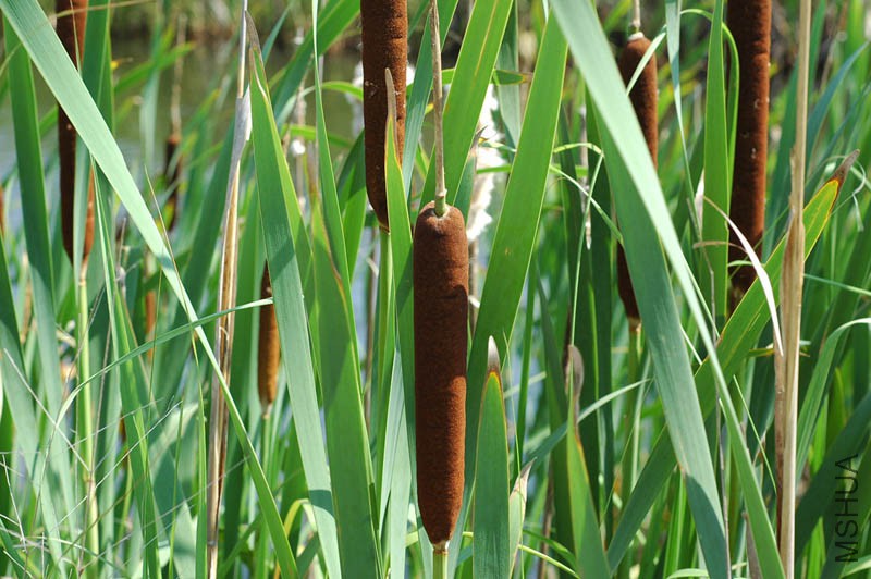 Typhaceae, Typha latifolia brown heads, 9 June 2006.jpg