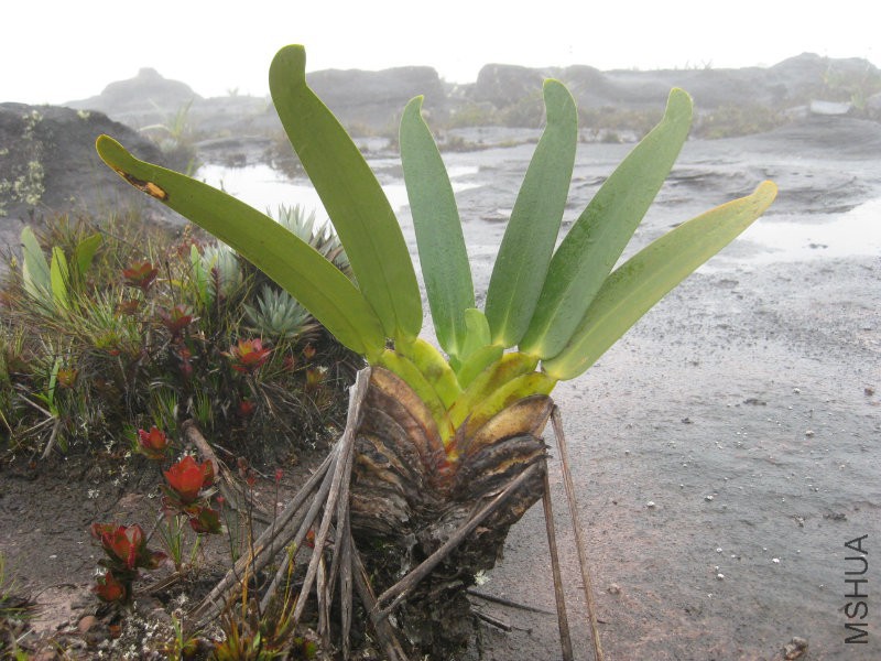 Roraima_Stegolepis_guianensis.jpg