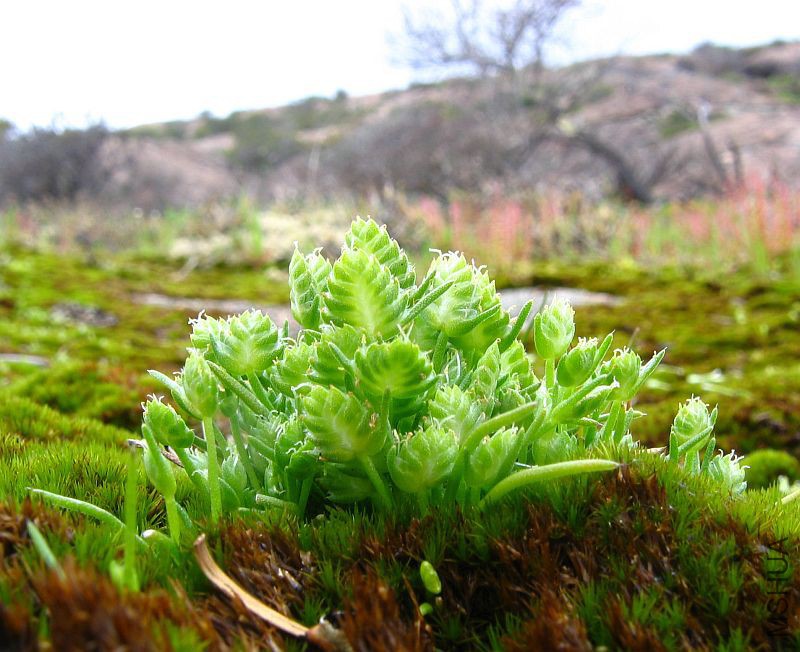 Aphelia brizula  002.jpg