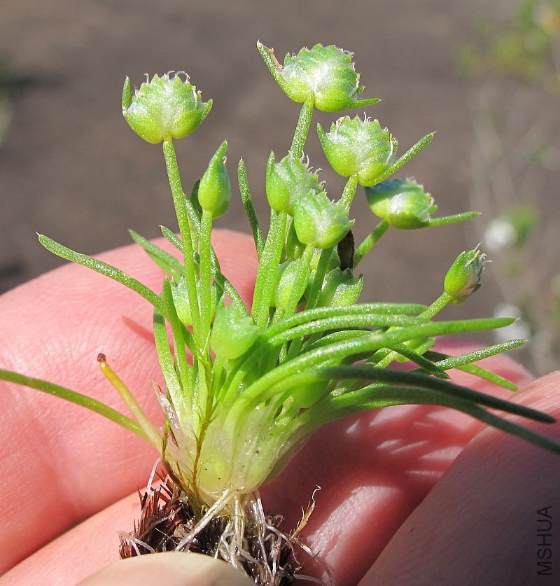 Aphelia brizula  004.jpg