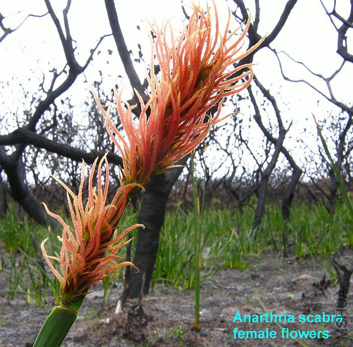 Anarthria scabra  005.jpg