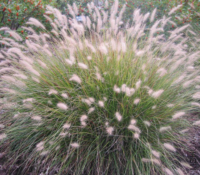 Poaceae-001.jpg