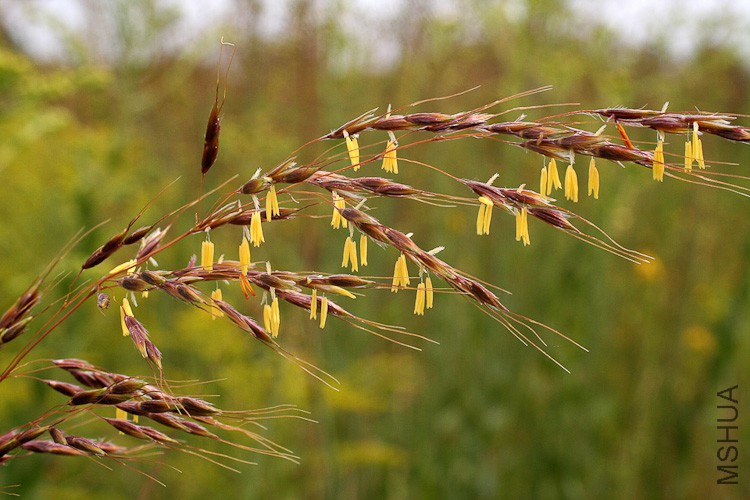 Sorghastrum-nutans-Poaceae1.jpg