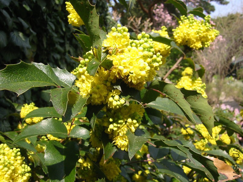 Berberidaceae_Mahonia_nervosa1.jpg