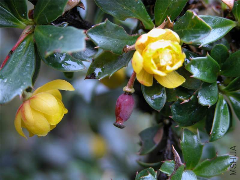 Berberis_lutea_flower%20solitary%20and%20youn%20fruit_Ulloa.jpg