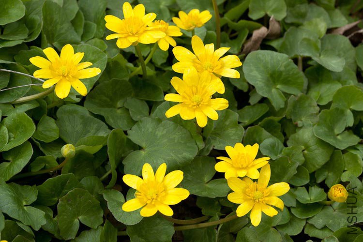 Ranunculus-ficaria.jpg