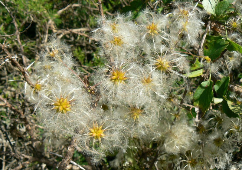 Clematis_brachiata_4.jpg