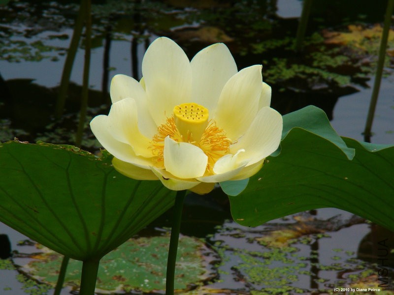 nelumbolutea668.jpg