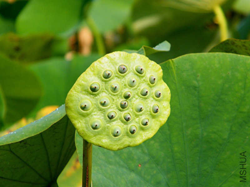 Nelumbo%20lutea%20-%20fruit.jpg