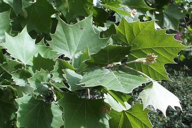 americansycamore.jpg