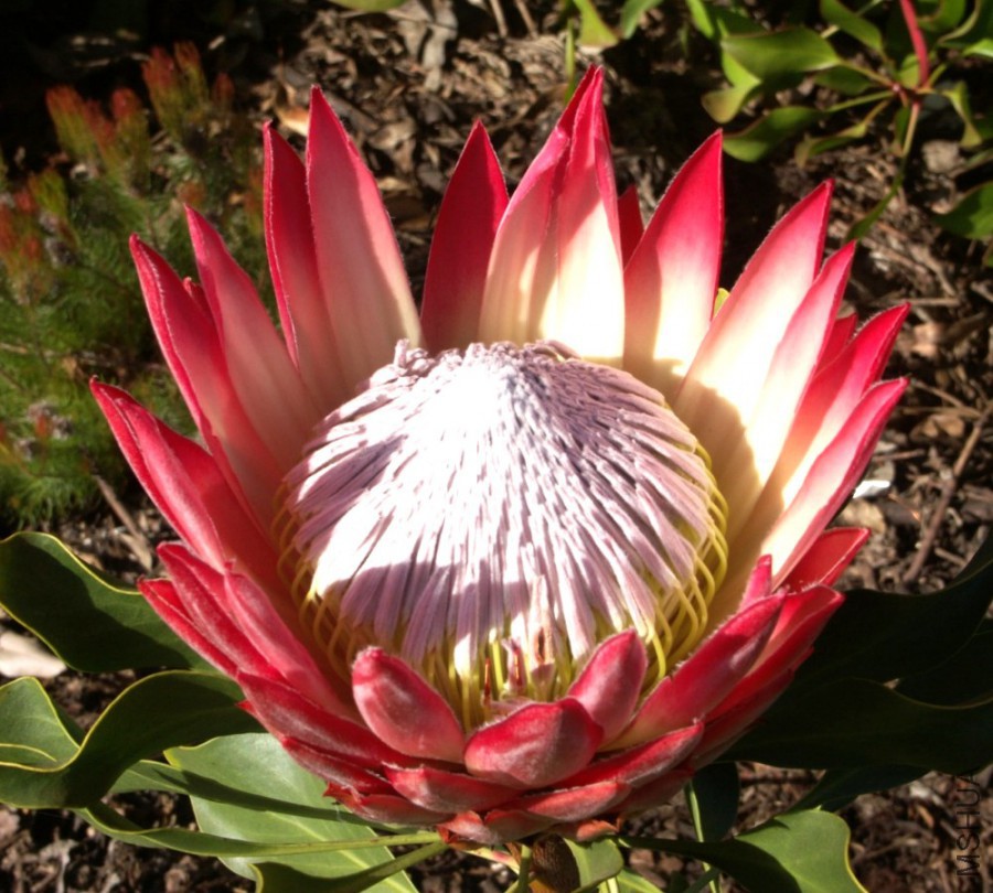protea_cynaroides.jpg