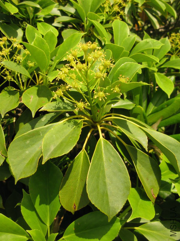 Trochodendron_aralioides_09072.jpg