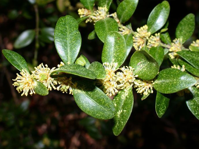 Buxus2.jpg