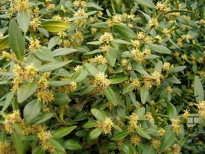 Buxussempervirens-2_300a.jpg
