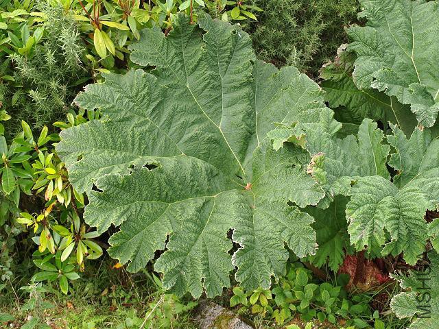 gunnera_manicata_giant_rhubarb_00_leaf_29-08-09.jpg