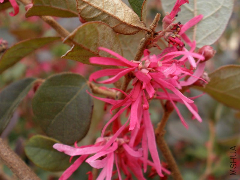 LoropetalumChinenseRubrum3.jpg