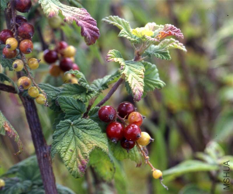 resized_Ribes_colandina_1.jpg