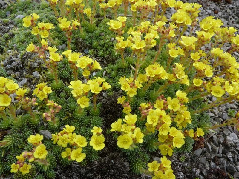 Saxifraga_paniculata_ssp__kolenatiana_(Saxifragaceae)_plant.jpg