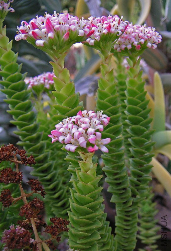 Crassulaceae-'Pink-Pagoda'-.jpg